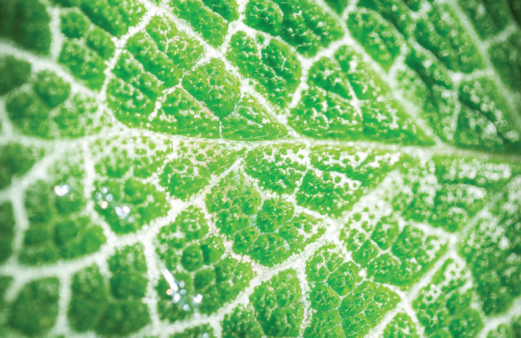 不同顏色葉片的葉綠素?zé)晒夤庾V測量